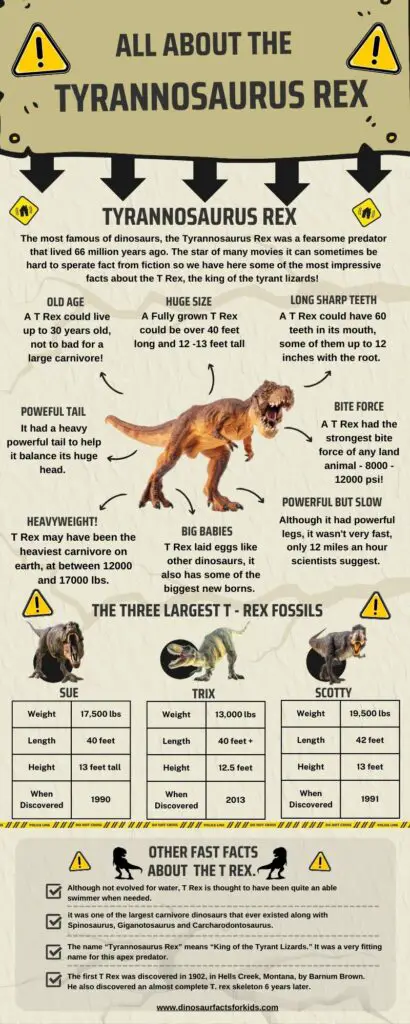 T Rex Facts infographic