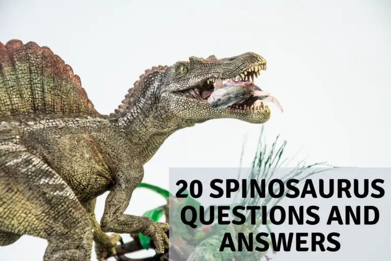 20 Spinosaurus Questions and Answers.