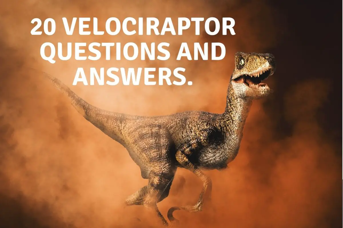20 Velociraptor Questions and Answers.