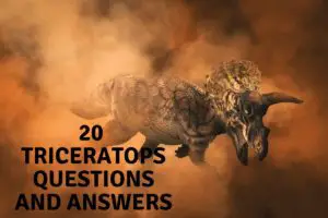 20 triceratops questions and answers