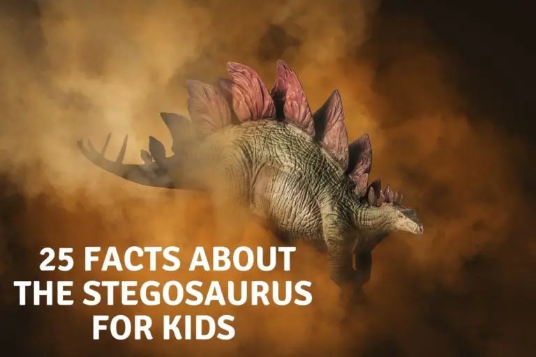 25 Facts About the Stegosaurus For Kids