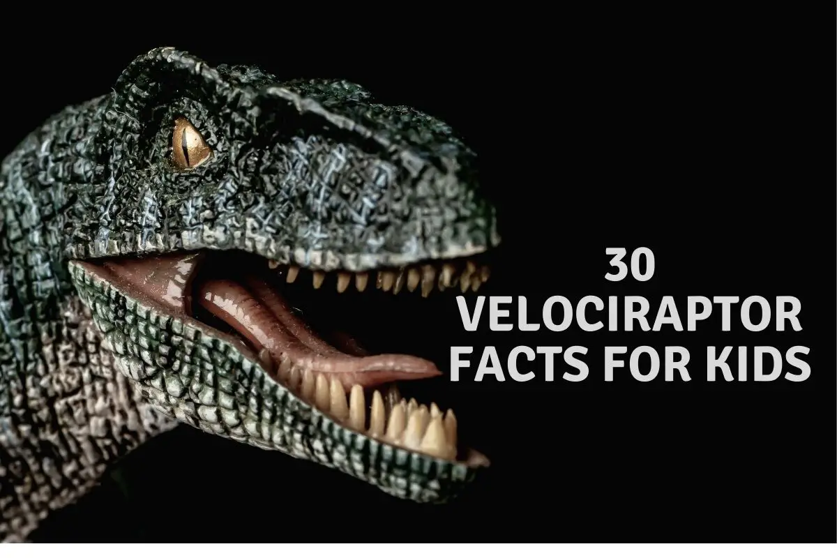 30 Velociraptor Facts For Kids.