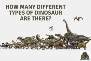 Different Types of Dinosaur