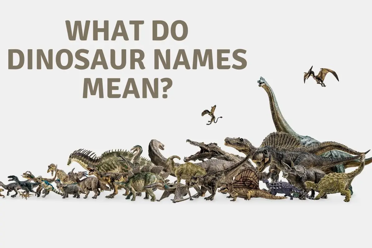 Dinosaur Name Meanings - Dinosaur Facts For Kids