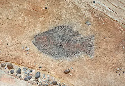 Fossil collection fish