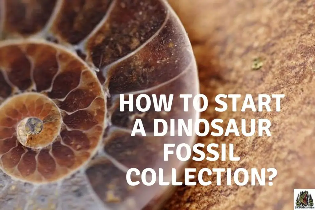How to Start A Dinosaur Fossil Collection