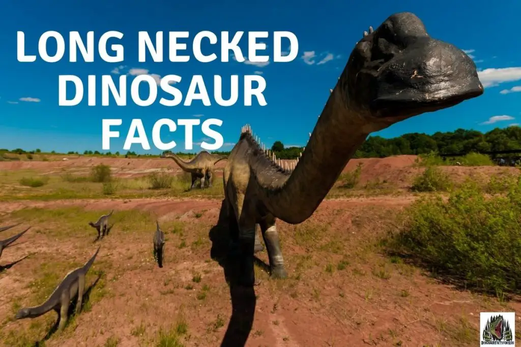 Long Neck Dinosaur Facts
