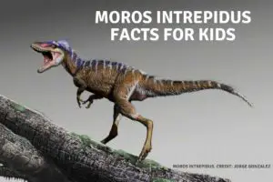 Moros intrepidus. facts for kids