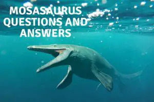 Mosasaurus Questions and Answers