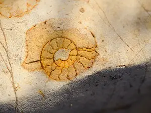 Ammonites fossil collection