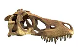 longest dinosaur teeth