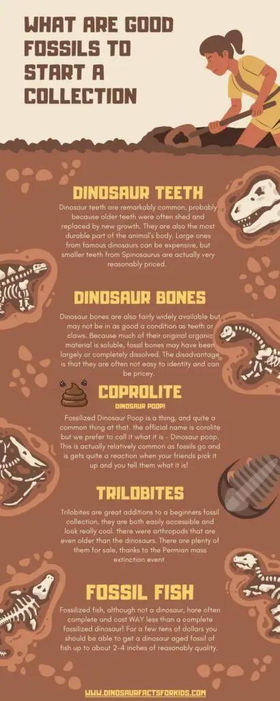 how to start a fossil collection infographic