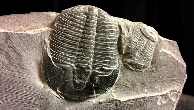 trilobite fossil collection