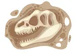 moros Intrepidus fossil