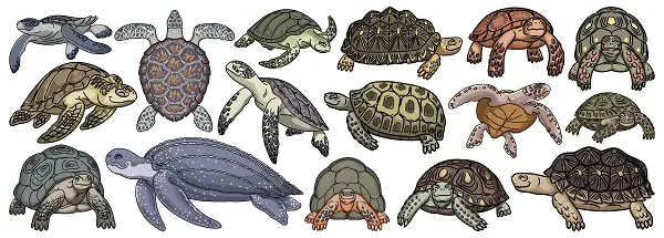 Are Turtles And Dinosaurs Related
