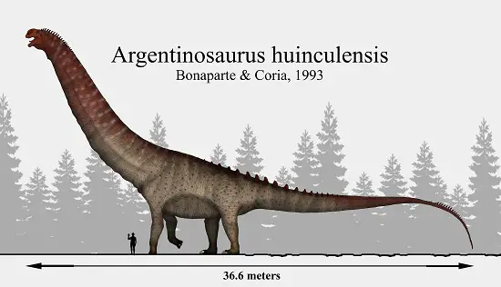 Argentinosaurus long neck dinosaur