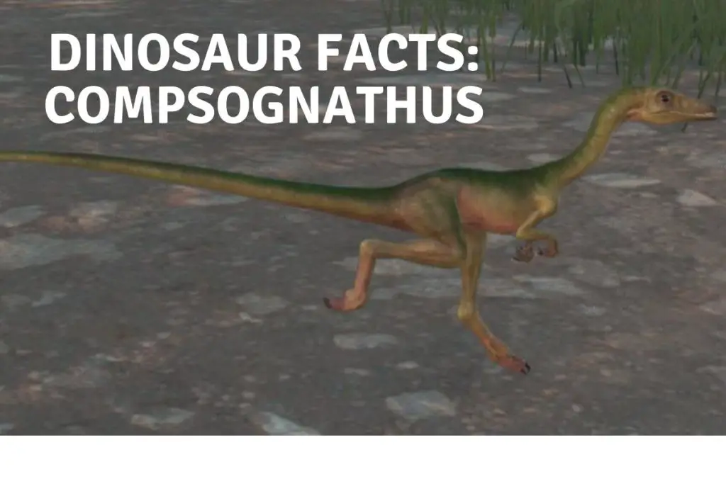 Dinosaur Facts Compsognathus