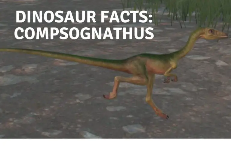 Dinosaur Facts: Compsognathus