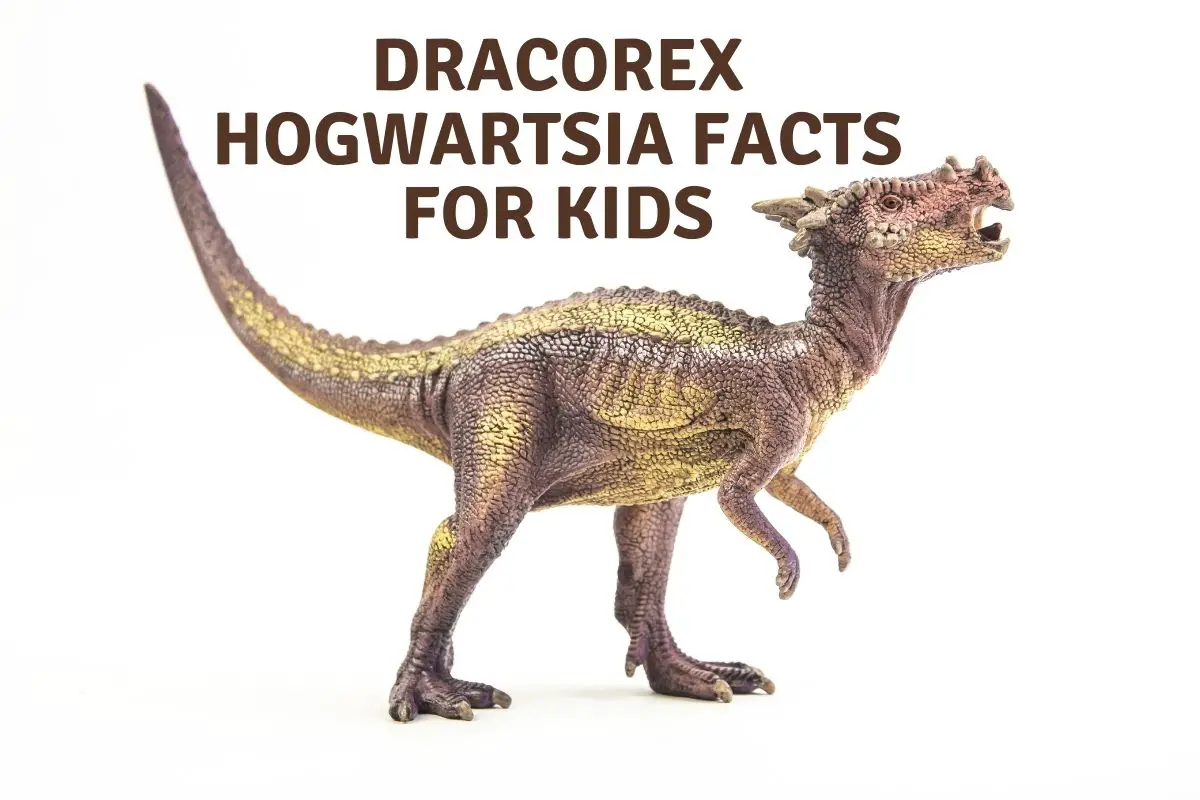 Dracorex facts for kids