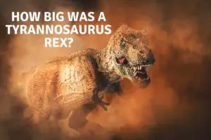 How Big Was A Tyrannosaurus rex