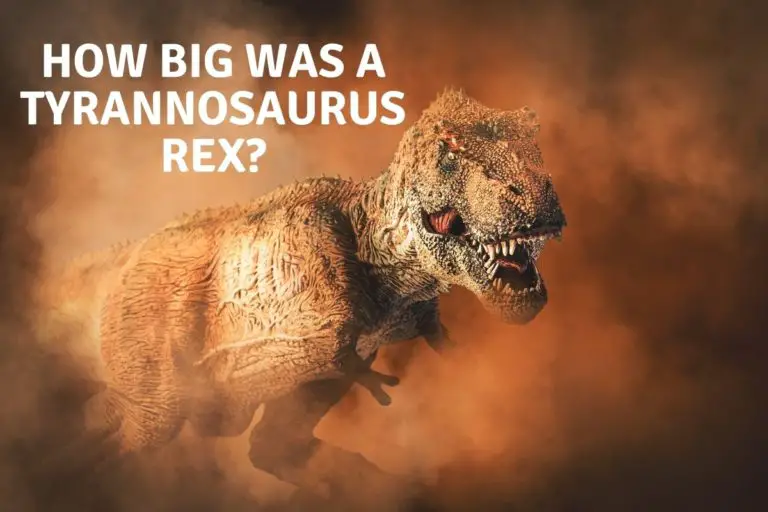 How Big Was A T-Rex?