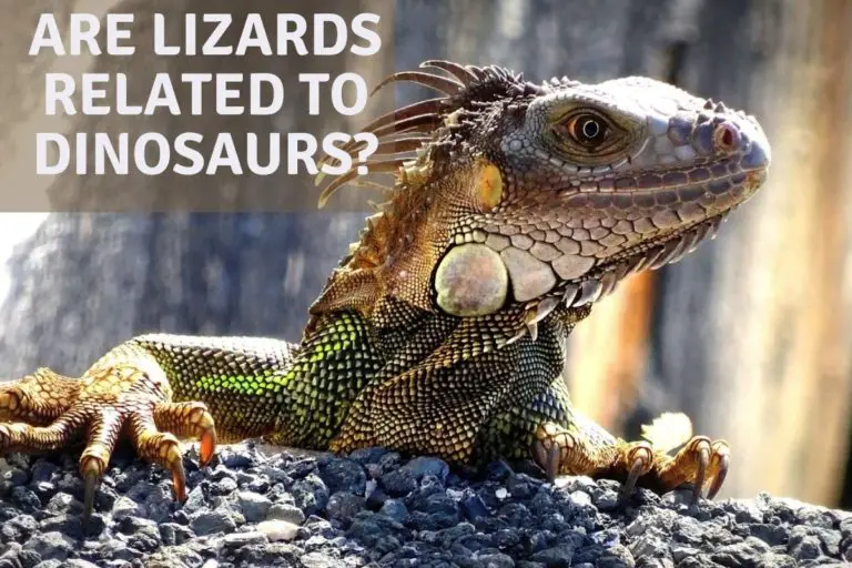 Are Lizards Related To Dinosaurs?