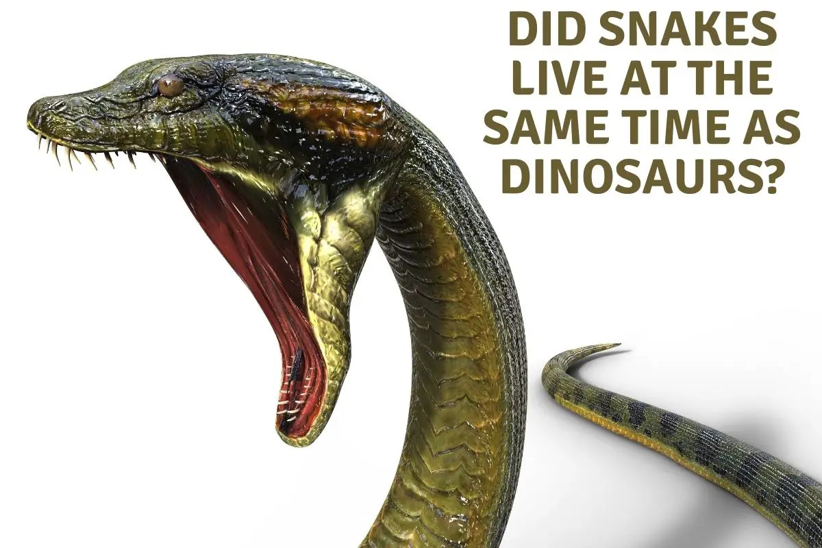 Did Snakes Live At The Same Time As Dinosaurs?