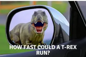 How fast could a T-Rex run (3)