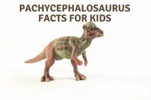 Pachycephalosaurus Facts For Kids