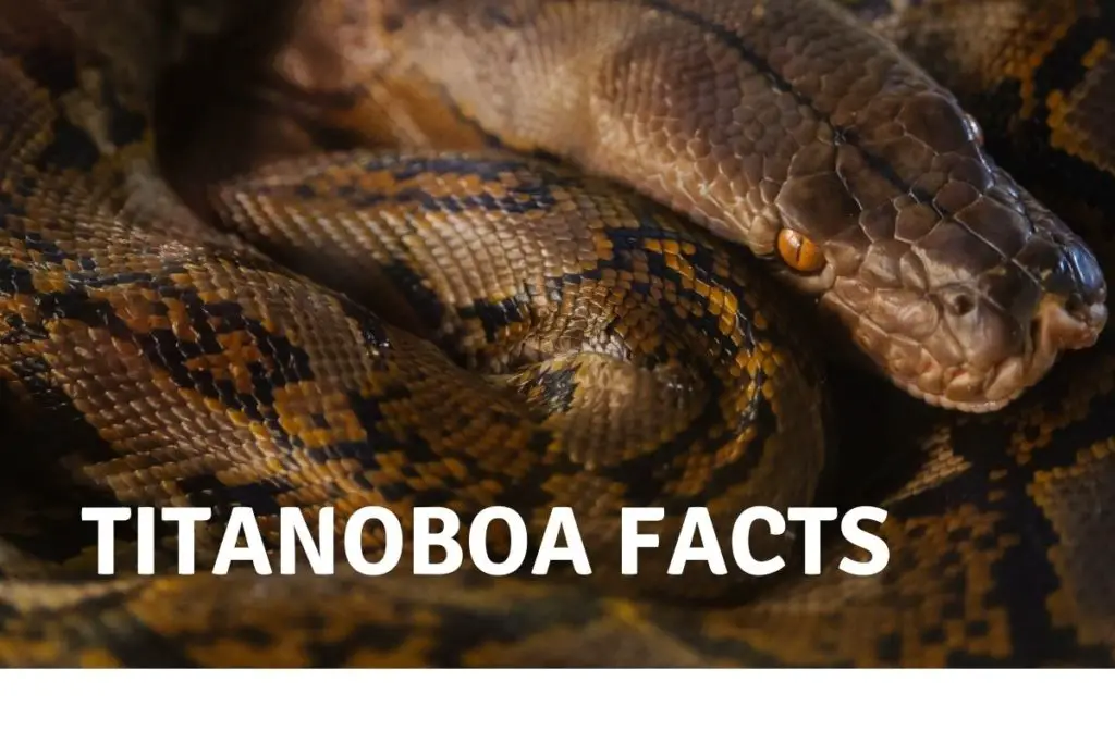 Titanoboa Facts