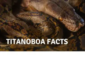 Titanoboa Facts