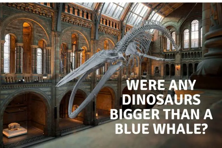 Were Any Dinosaurs Bigger Than A Blue Whale?