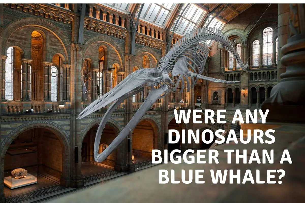 Were Any Dinosaurs Bigger Than A Blue Whale