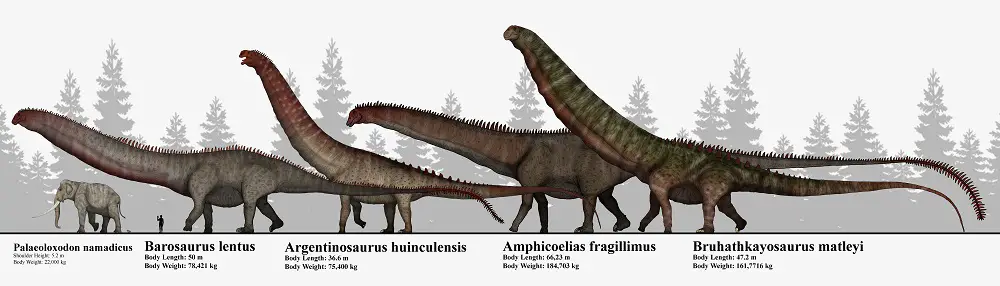 Amphicoelias fragillimus