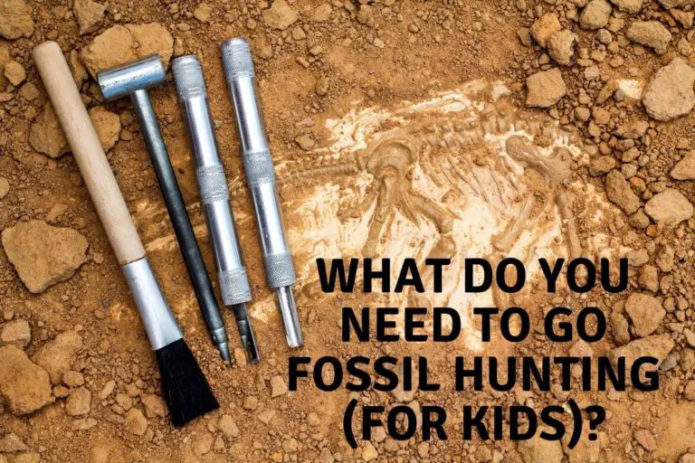 What To Take Fossil Hunting (For Kids)?