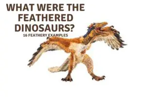 What Were the Feathered Dinosaurs 16 Feathery Examples