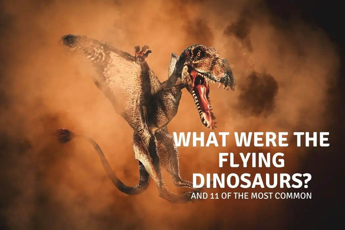 What Were the Flying Dinosaurs