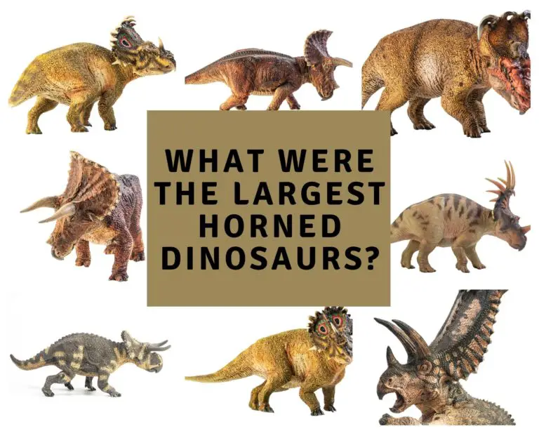 What were the largest Horned Dinosaurs