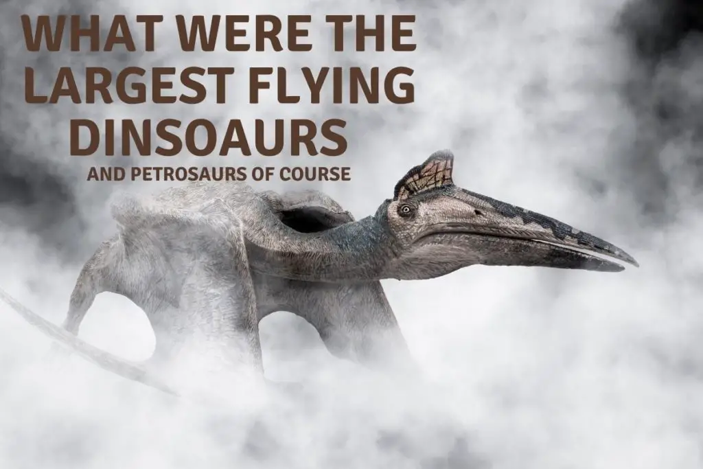 What were the largest flying Dinosaurs