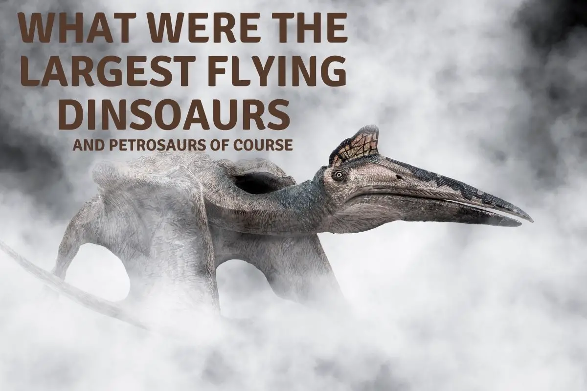 What were the largest flying Dinosaurs