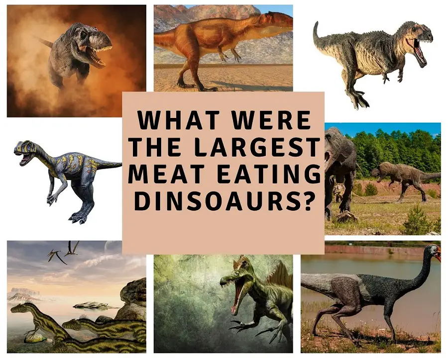 What were the largest meat eating Dinosaurs