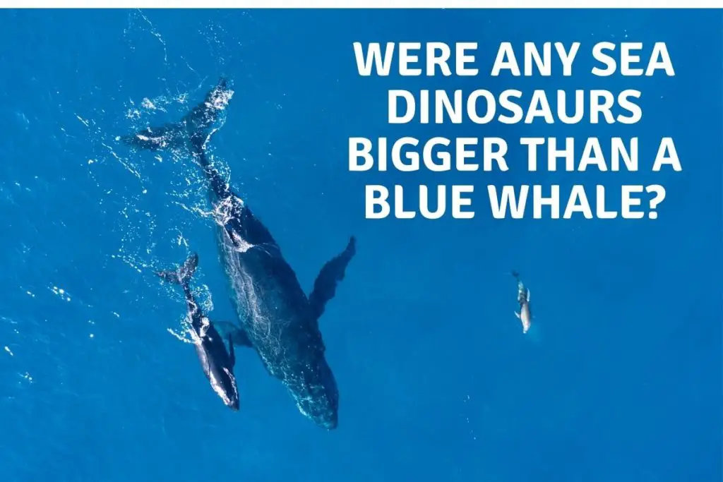 Where any Sea dinosaurs larger than a Blue whale