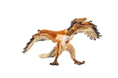 Archaeopteryx  , flying Dinosaur on white background