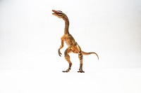 compsognathus facts