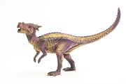 Dracorex , dinosaur