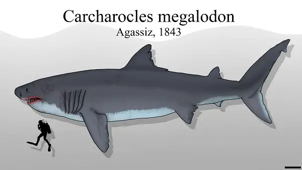 megalodon larger than a whale