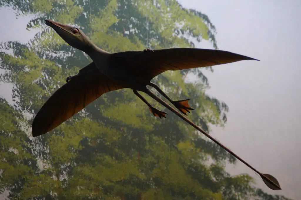 Rhamphorhynchus flying dinosaur