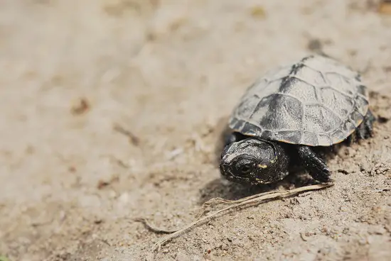 dinosaur turtle