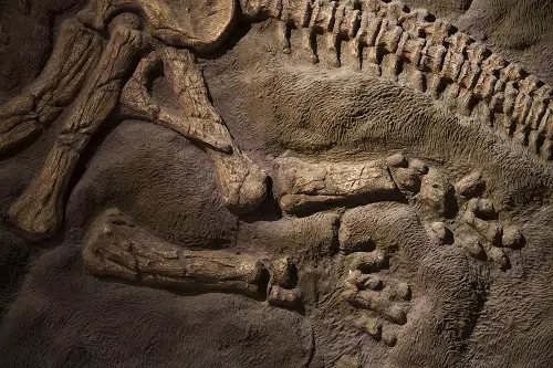 what to take on a fossil hunt
are dinosaurs real