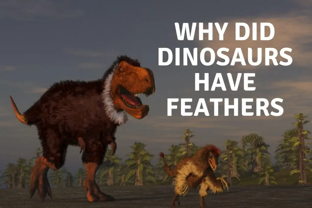 why did dinosaurs have feathers